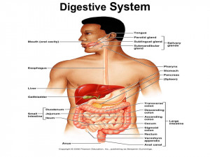 Anatomy and Physiology Digestive System