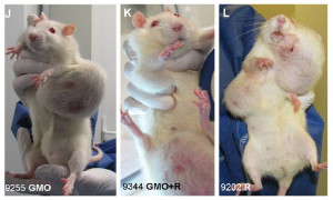 Ces rats, nourris au maïs transgénique Monsanto lors des études ...