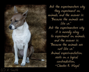 Animal Testing Quotes Animal testing by artbyasmith