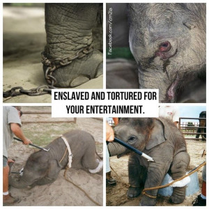 The sad state of elephants in captivity.Protective Animales, Animal ...