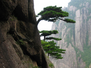 amazing-huangshan-mountain-9