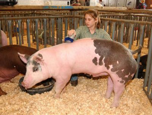 livestock livestock dairy dairy 4 h keeping show animals healthy