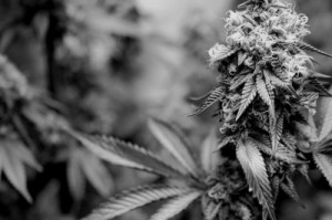 black and white, bud, kush, love, marijuana, photo, photography, pot ...