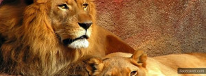 lion lioness facebook cover