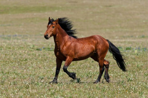 Mustang Horses Running Wild mustangs, wild horses