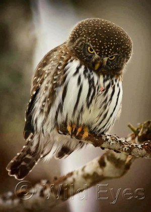 Owl by Wild Eyes