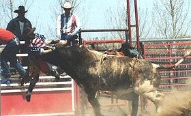 rodeo clown s job can be quite dangerous here is rodeo clown eddie ...