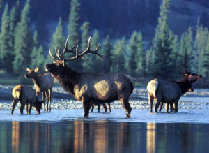 Elk Hunting Outfitters