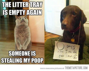 Funny photos funny cat vs dog grounded