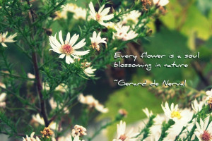 Every Flower Is a Soul Blossoming In Nature ~ Flower Quote
