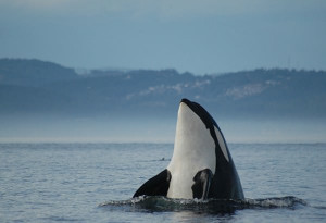 beautiful Orca Whale off the coast of Vancouver Island, Canada