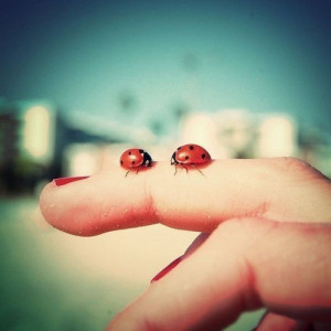 lady bug love