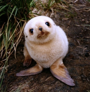 Baby seal