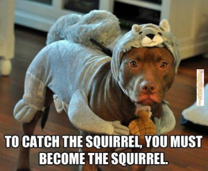 Funny memes – [To catch a squirrel...]