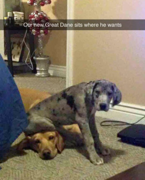 Funny Pictures, Funny Gifs, Funny Quotes, Funniest Jokes, Images ...