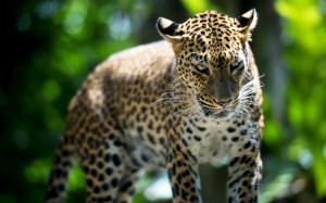 Leopard Wallpaper, Singapore Zoo, animal