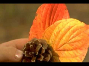 Why leaves change colors, explained bykids for kids