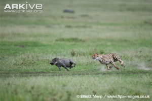 Cheetah Photo Acinonyx...