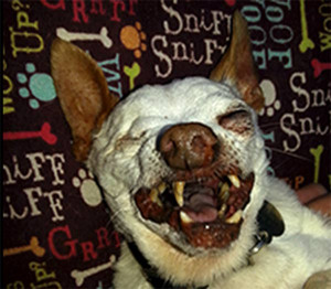 World’s Ugliest Dogs – These are Some Kinda Scary Pictures -ha ha
