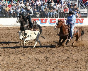 Team roping consists of two ropers; here, the header has roped the ...
