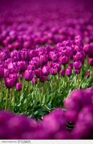 Raindrop Cottage-need SPRING soon!