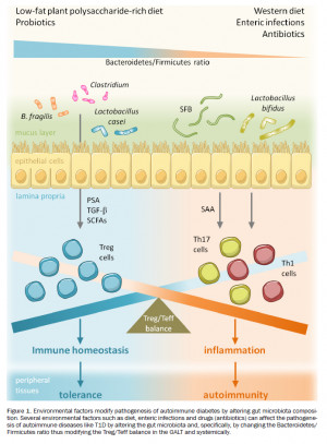 Credit: Shaping the (auto)immune response in the gut: the role of ...