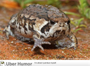 see a lot of grumpy cat, how about grumpy toad?