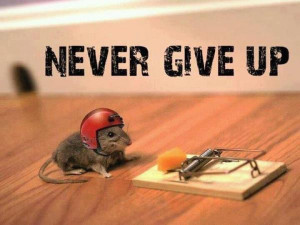 ... funny, give up, helmet, hope, inspire, mice, mouse, never, protection