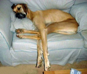 Long Legs