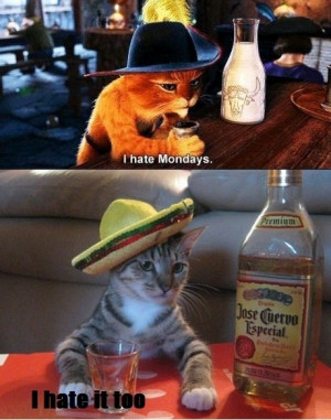 Drunk Cats - I Hate Mondays - I Hate It Too!