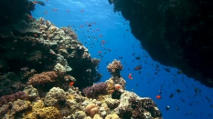 Ocean Underwater Coral Reef
