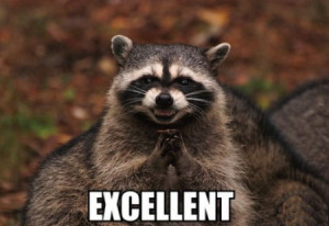 funny raccoon picture funny raccoon picture