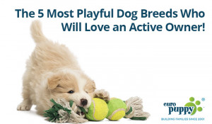 Home → Dog Tips → The 5 Most Playful Dog Breeds Who Will Love an ...