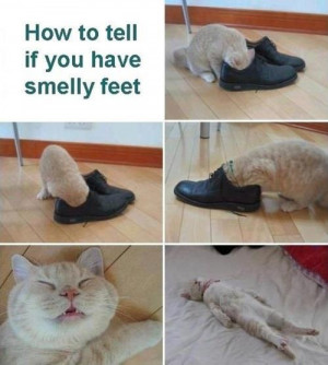 Smelly feet indicator...insert a dance shoe and Niko here! lol!