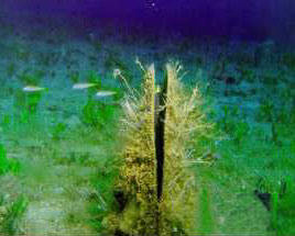 Deep Sea Plants