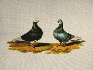 Funny Pigeon Friends