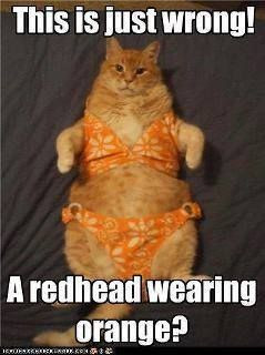 Funny Cats! (Sometimes you just need a good laugh to destress)…