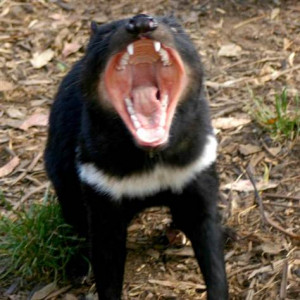 Tasmanian devils could be gone in 20 years