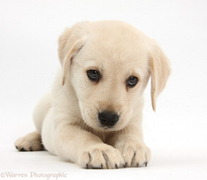 Quotes Pictures List: Yellow Labrador Retriever Puppies