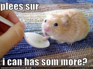 Funny Hamster