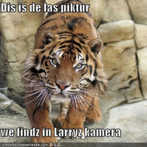 funny tiger.