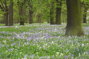 ;flower;flowers;fresh;grow;growth;N.Z.;New-Zealand;NZ;Oak-Trees ...