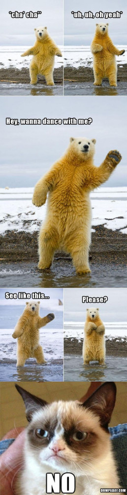 grumpy cat, dancing with polar bear, funny pictures