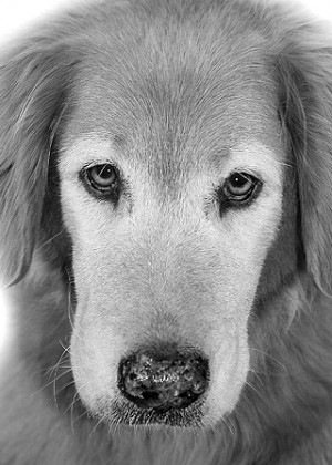 Pet Passions: Water and tennis balls. Tennis balls and water! Oh, and ...