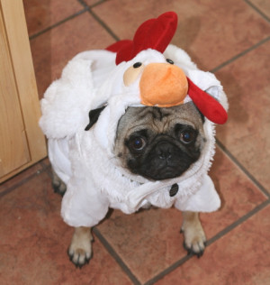 ... Pug and a Lab/Chow mix and my German Shepherd passed away recently