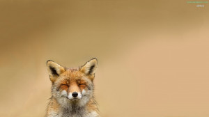 Desktop Wallpaper,Animals,Fox,Happy,HD Wallpapers,Widescreen ...