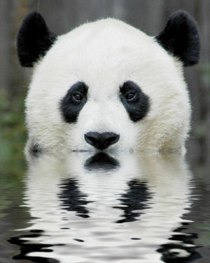 animals beautiful Panda wildlife endangered animals