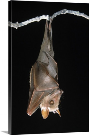Cartoon Bat Hanging Upside Down
