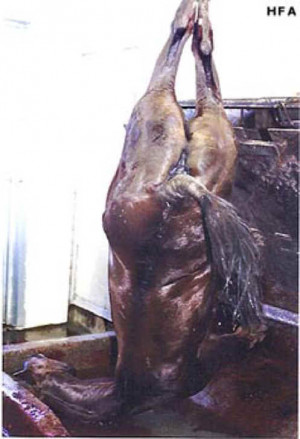horse meat 04 a violent end for once proud horses is more common than ...