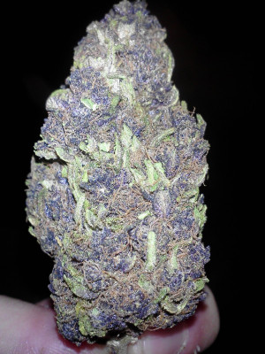Related Pictures weed marijuana purple bud dealing iphone lot